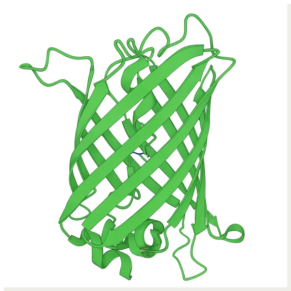 GFP structure illustration